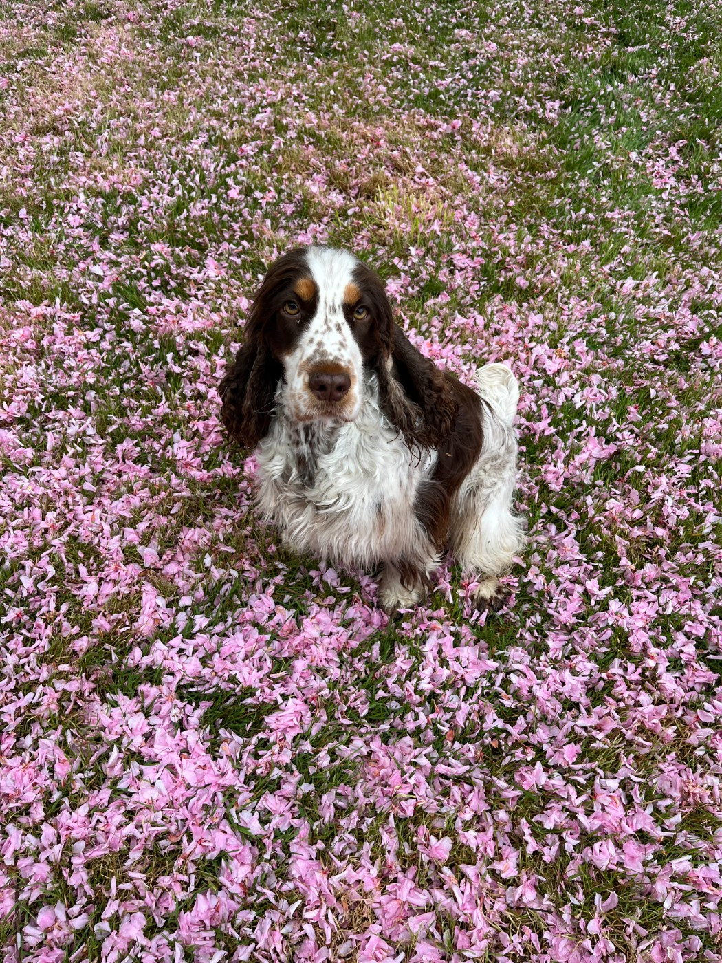 Les Joy'Eaux du Terrier