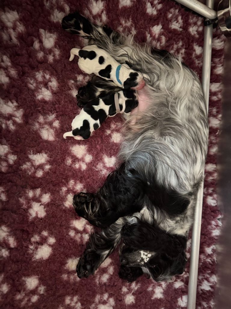 Les Joy'eaux Du Terrier - Cocker Spaniel Anglais - Portée née le 29/09/2025