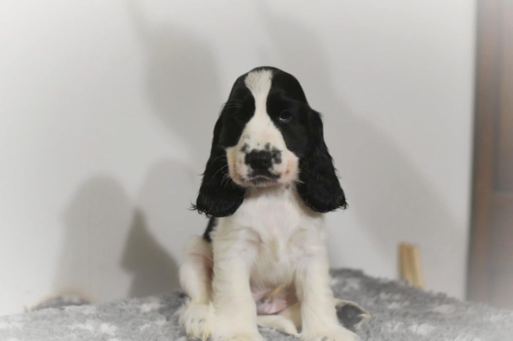 Les Joy'eaux Du Terrier - Chiots disponibles - Cocker Spaniel Anglais