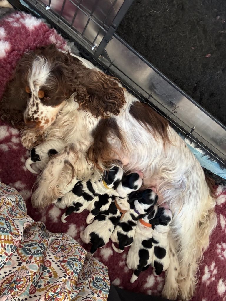 Les Joy'eaux Du Terrier - Cocker Spaniel Anglais - Portée née le 14/09/2025