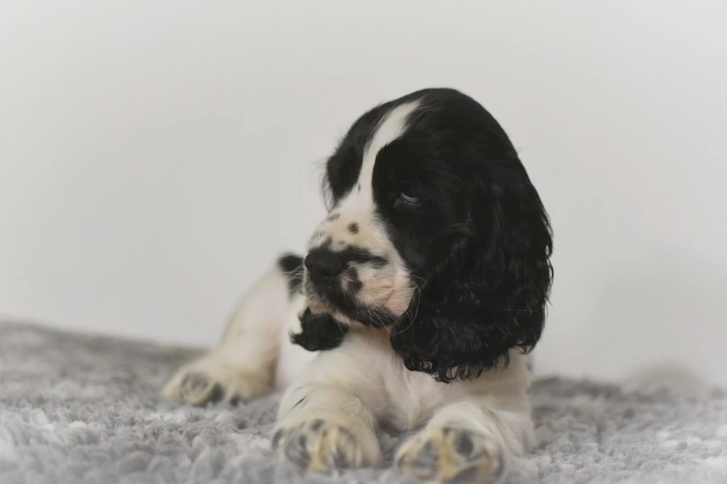 Les Joy'eaux Du Terrier - Chiots disponibles - Cocker Spaniel Anglais
