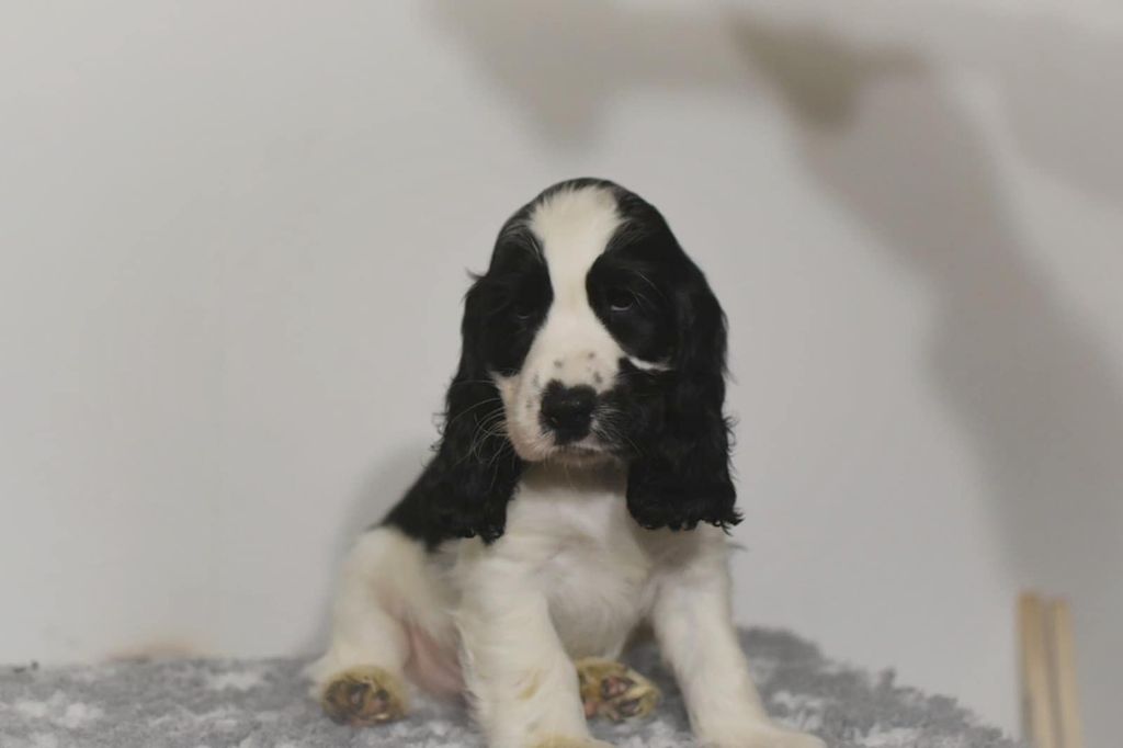 Les Joy'eaux Du Terrier - Chiots disponibles - Cocker Spaniel Anglais
