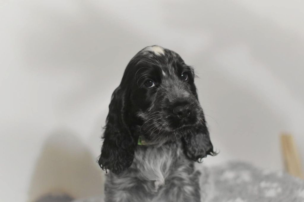 Les Joy'eaux Du Terrier - Chiots disponibles - Cocker Spaniel Anglais