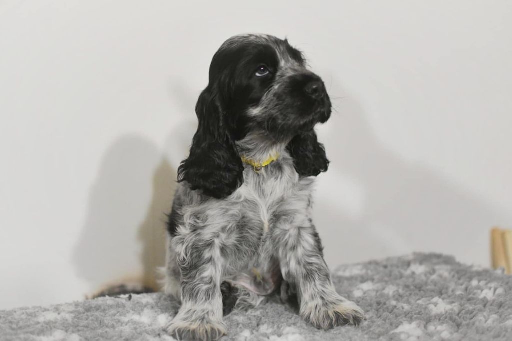 Les Joy'eaux Du Terrier - Chiots disponibles - Cocker Spaniel Anglais